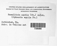 Rosellinia aquila image